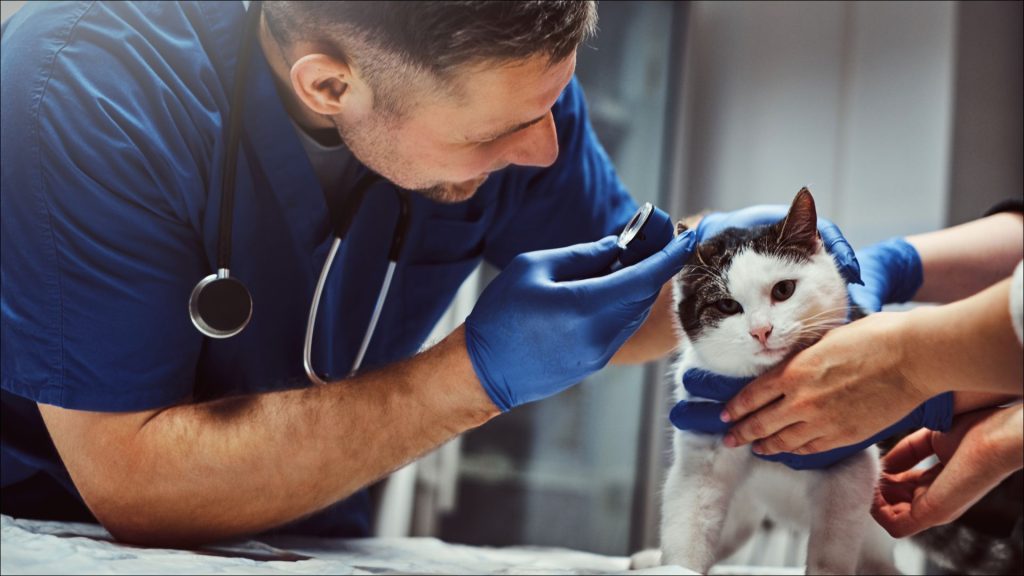 Checkups for your pets