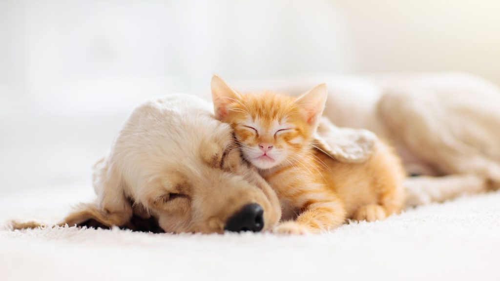 wellness checkups for puppies and kittens
