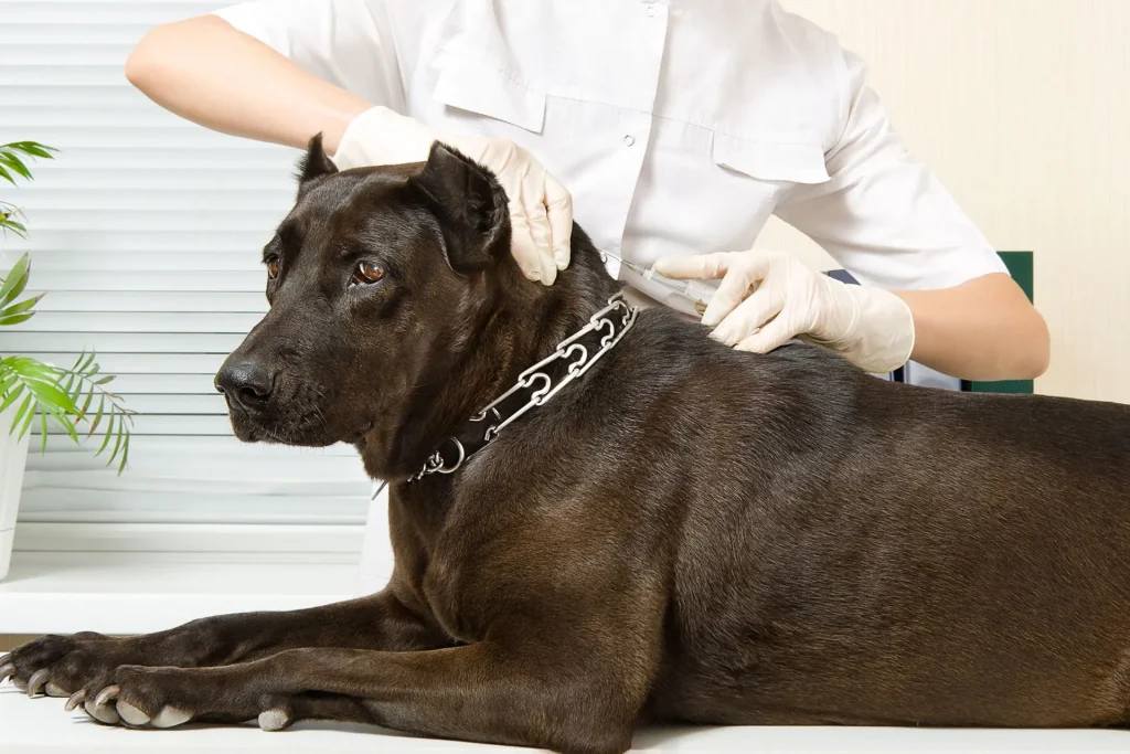 Pet parasite treatment at Acre Hill Veterinary Clinic