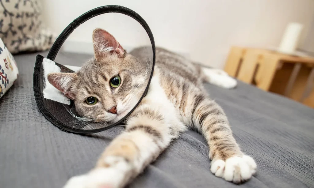 Pet spaying and neutering at Acre Hill Vet Clinic