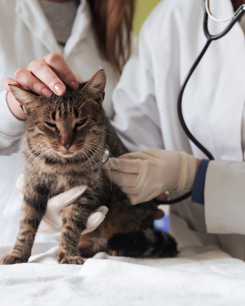 Cat Veterinary Services
