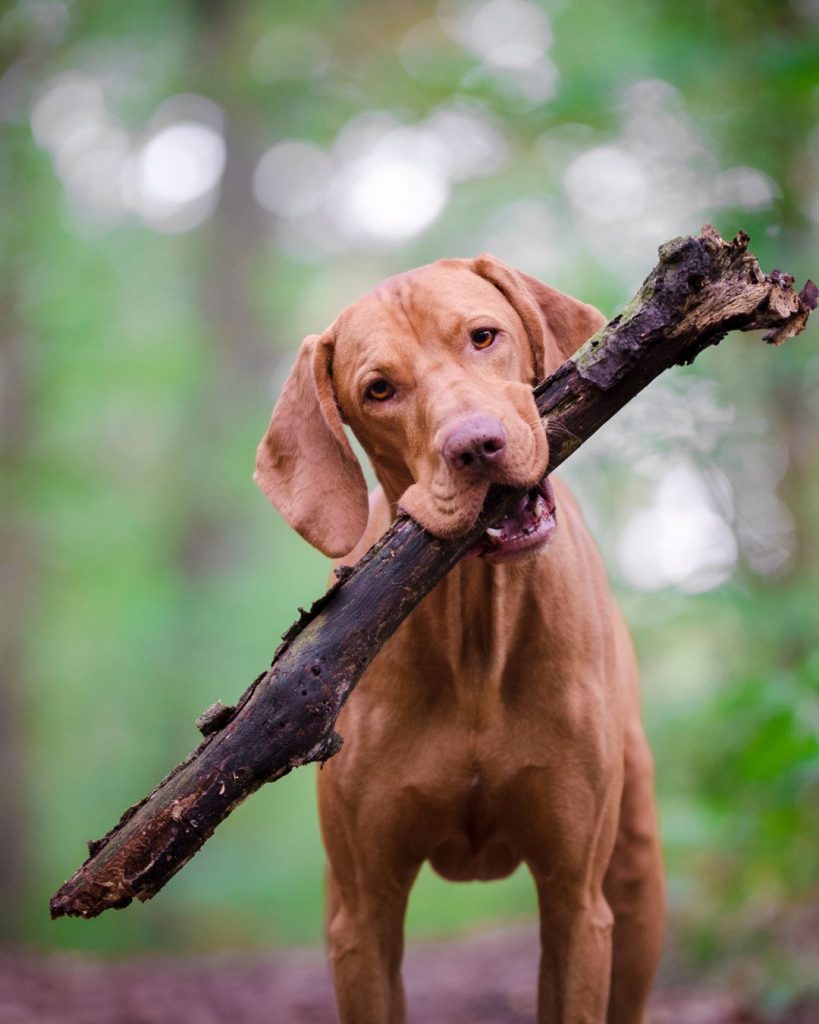 Pet wellness program ay Acre Hill Veterinary clinic