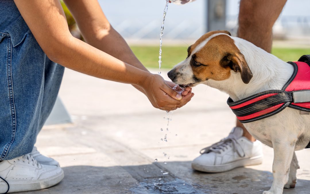 Summer Pet Safety: How to Keep Your Pets Cool, Safe, and Happy in the Heat