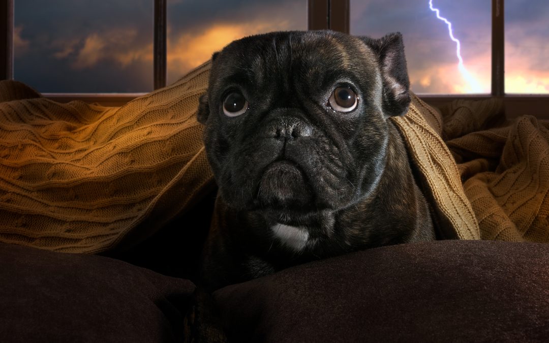 Helping Pet Anxiety During Fireworks and Thunderstorms