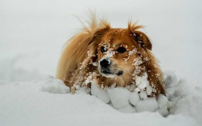 keeping your pet warm and safe in extreme cold