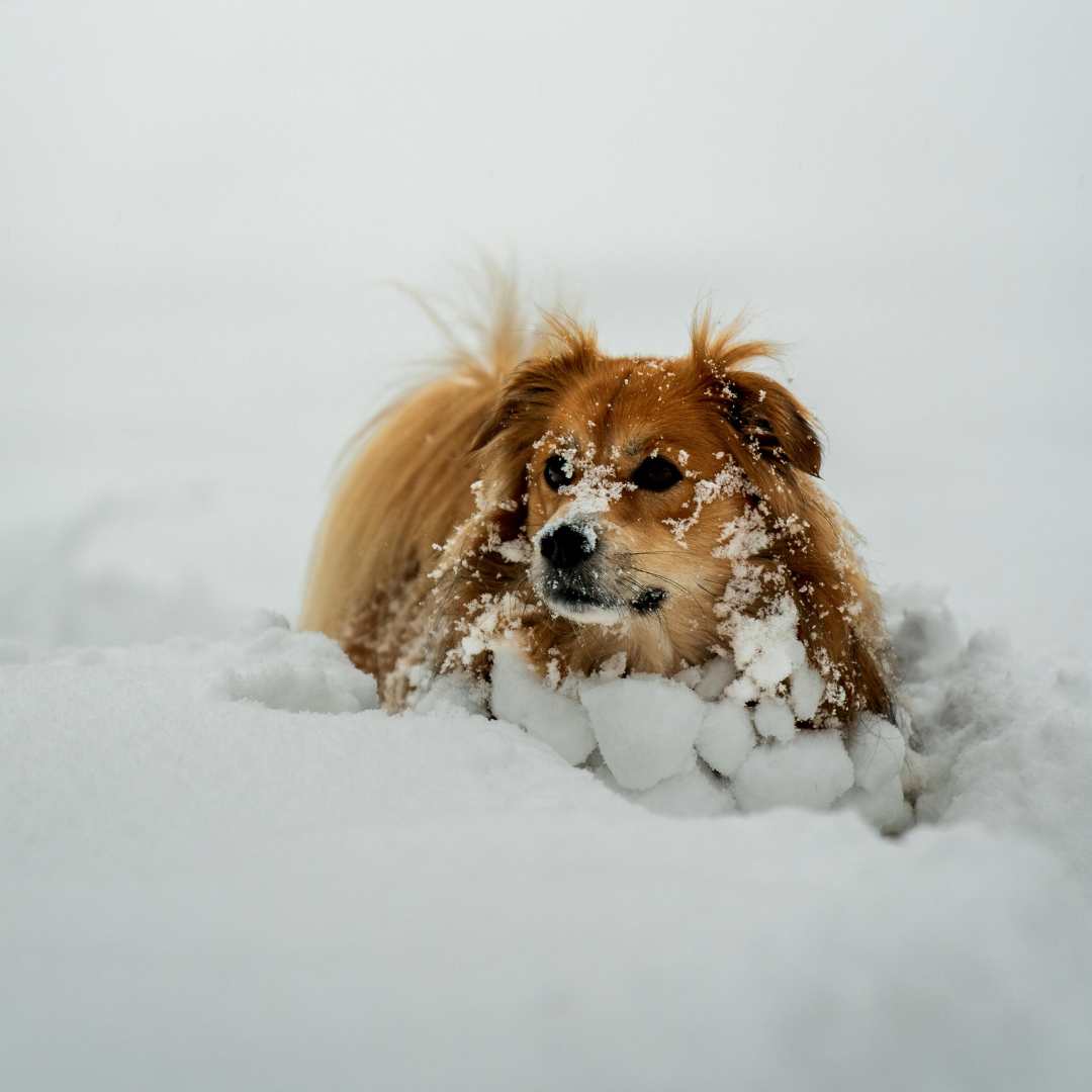 cold dog Pets in cold weather in Rantoul, IL